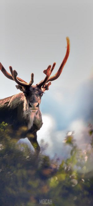 Reindeer with large antlers in a forest