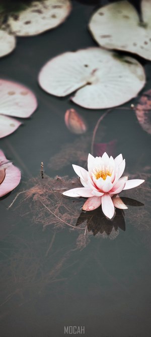 Pink water lily and lily pads on a pond