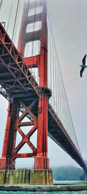 Golden Gate Bridge with a seagull flying