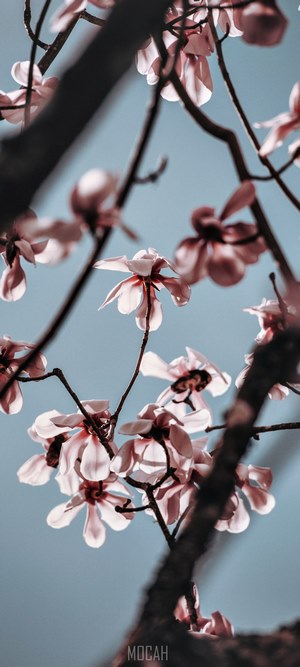 Magnolia flowers on a blue sky