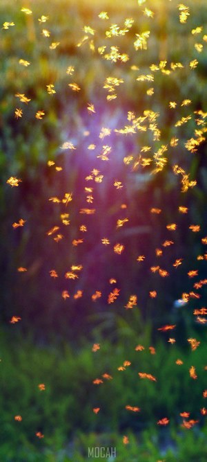 Swarm of non-biting midges in golden light