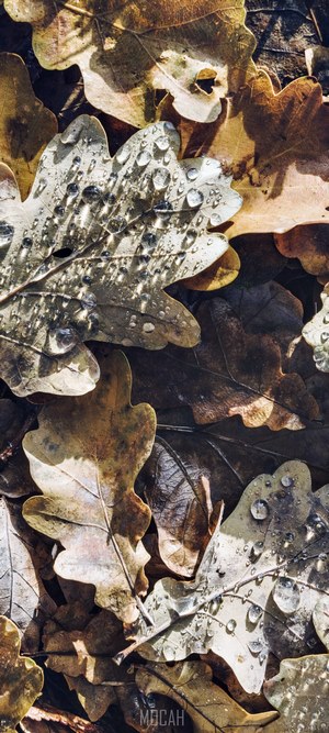 Oak leaves with morning dew
