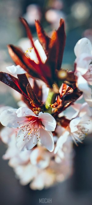 Close up of pink cherry blossoms with red leaves