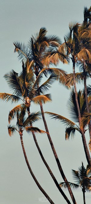 Palm trees against a light blue sky