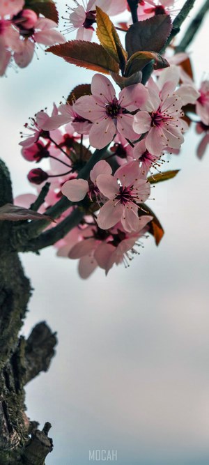 Pink cherry blossoms on a tree branch