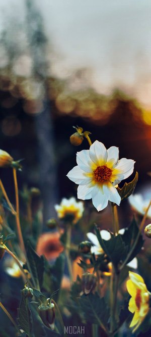White and yellow flower with sunset bokeh