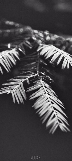 Black and white close-up of redwood needles with water droplets