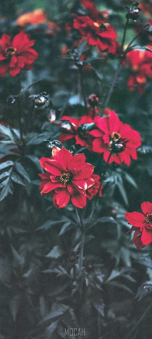 Red dahlias in a garden