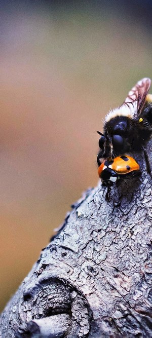Bee and ladybug on tree bark
