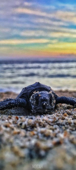Baby sea turtle on beach at sunset