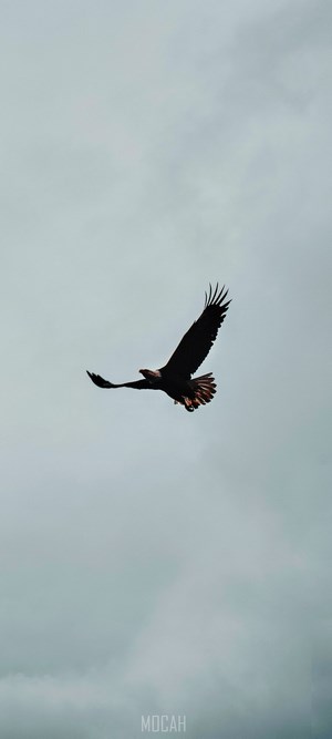 Bald Eagle in flight against a cloudy sky
