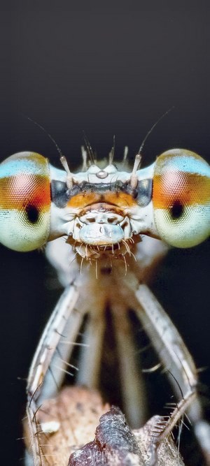 Close-up of a Damselfly's Head