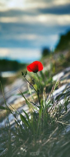 Vibrant Red Poppy on a Slope with Cloudy Sky