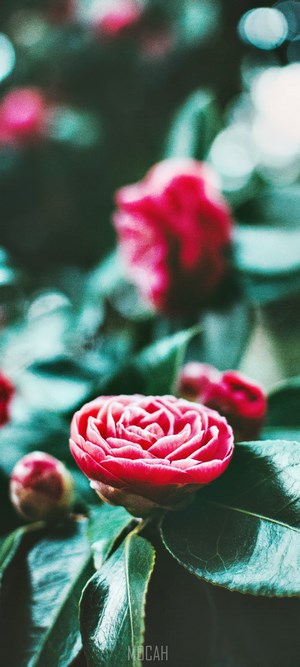 Red Camellia Flower with Green Leaves