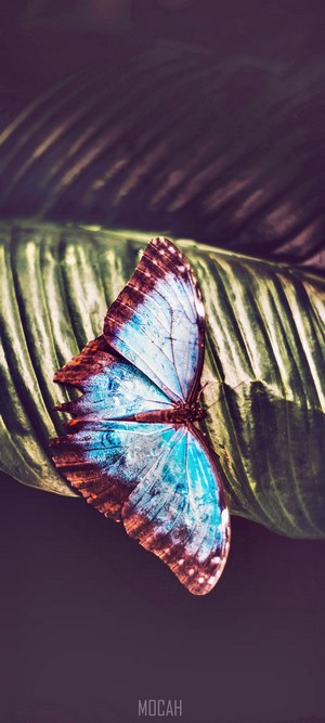 Blue and brown butterfly on a green leaf
