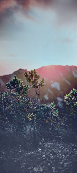 Mountain landscape with sun flare and foliage