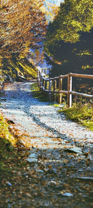 Autumn path with wooden fence and trees