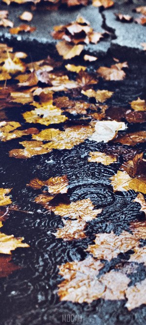 Autumn leaves on wet ground
