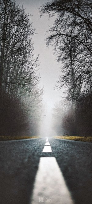 Moody road with bare trees and fog
