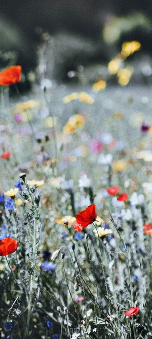 Field of wildflowers with poppies and cornflowers