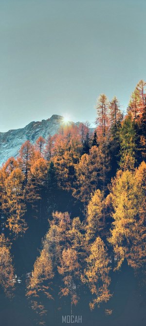 Autumn forest with mountain and sun