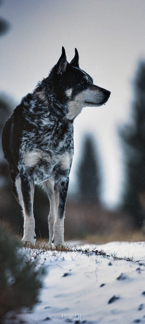 Dog standing in the snow