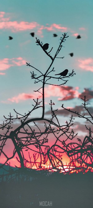 Silhouette birds on a tree branch at sunset
