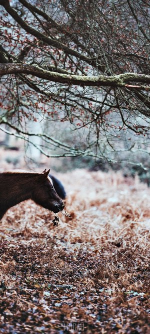 Horse eating leaves under a tree