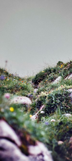 Wildflowers on a rocky mountain slope