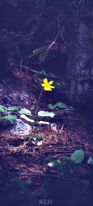 Yellow flower in a dark forest