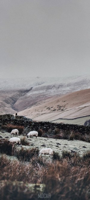 Sheep grazing in misty winter countryside