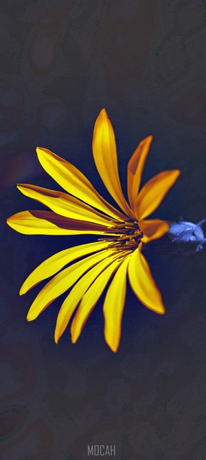 Yellow flower with dark background