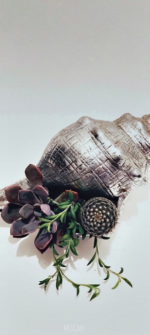 Succulent and cactus arrangement in a seashell