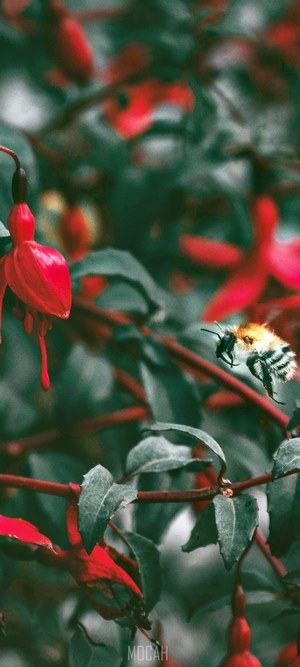 Bumblebee on Fuchsia Flowers