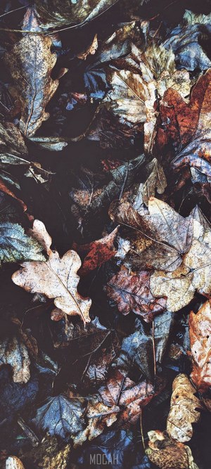 Pile of wet autumn leaves
