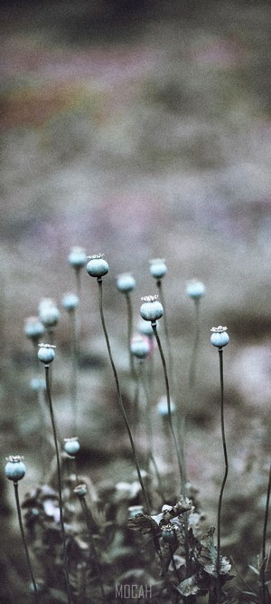 Poppy seed pods in a field