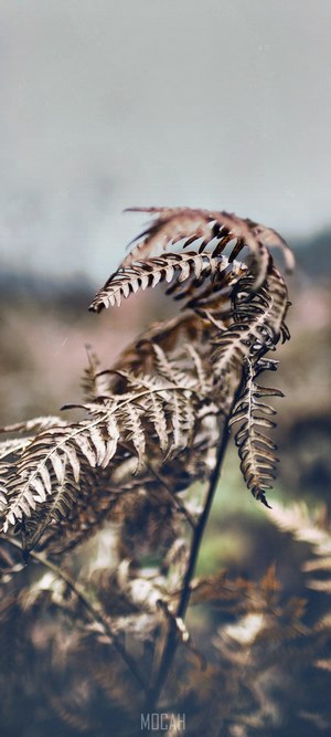 Dried fern frond in muted tones