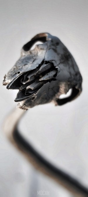 Eerie twisted skull on a curved stem