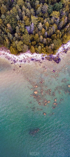 Aerial view of forest meeting rocky shoreline and clear water