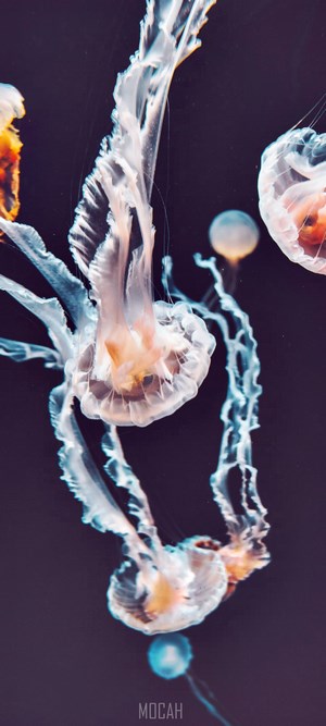 Jellyfish in dark water