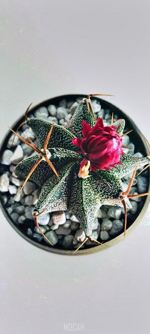 Star Cactus with Red Flower