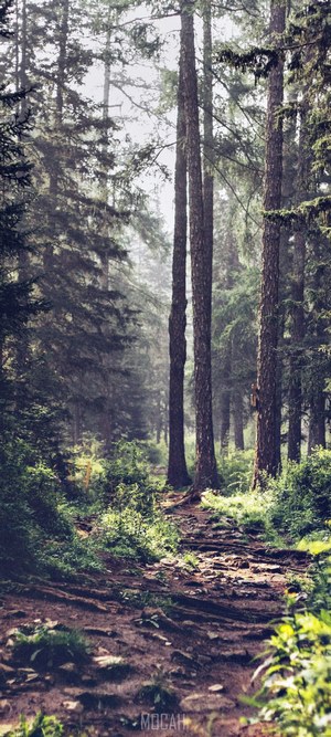 Forest path with tall trees and sunlight