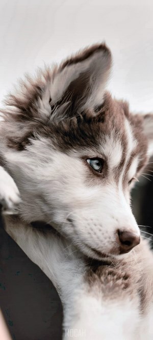 Close-up of Thoughtful Husky Puppy with Blue Eyes