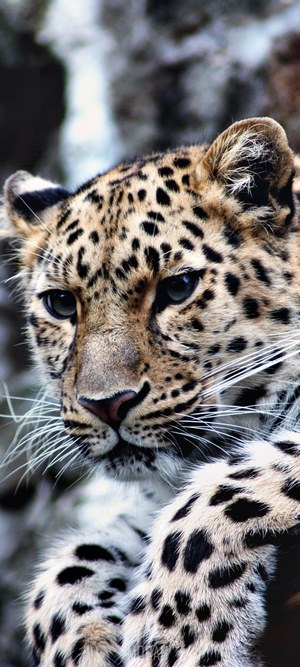 Close-up of a Majestic Leopard Portrait
