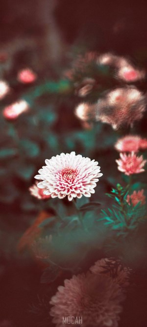 Pink and white chrysanthemum flower with dark background