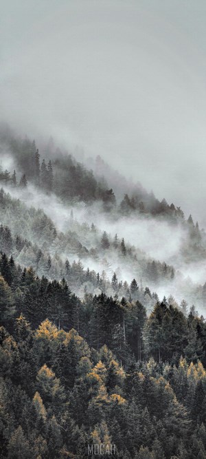 Misty forest on a mountain slope