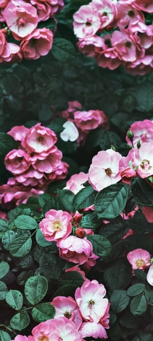 Pink roses with water droplets on leaves