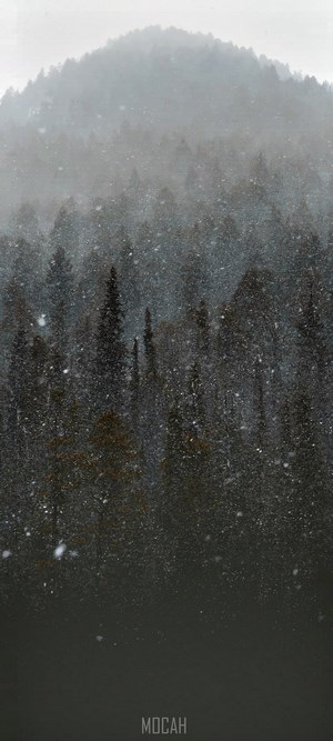 Misty forest with falling snow