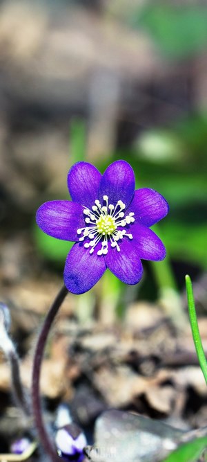 Purple Hepatica flower in forest