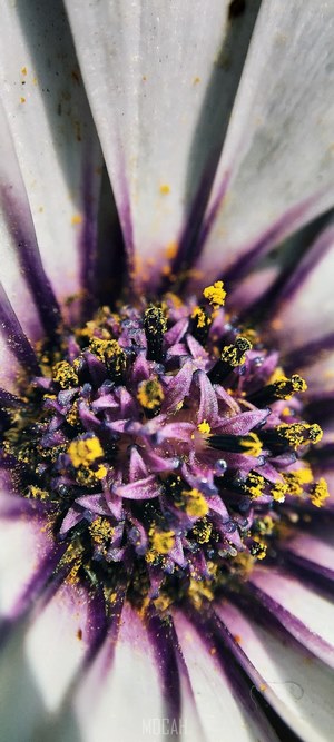 Macro shot of a white and purple flower center